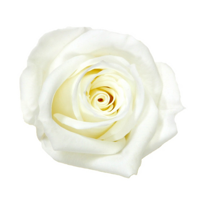 White Infinity Rose Short Stem